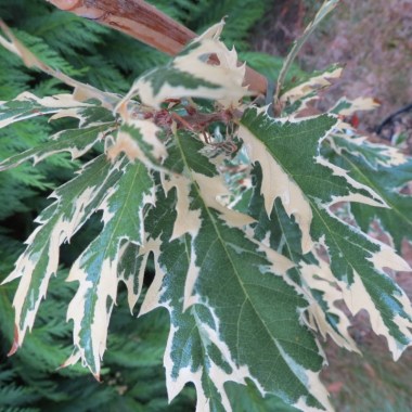 quercus-cerris-variegata