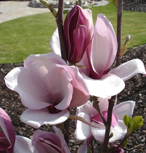 56ce69667669db80737dec7a457c2044