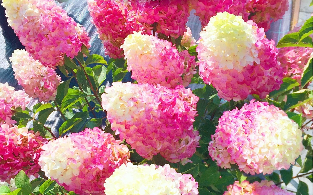 9bb0829a333b5390f3f06935811f1da4
