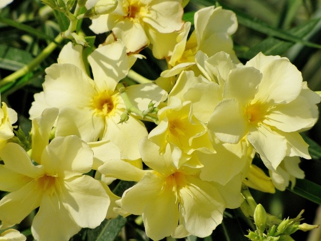 c910db2cadeb7dd44121f01e6d7b155d
