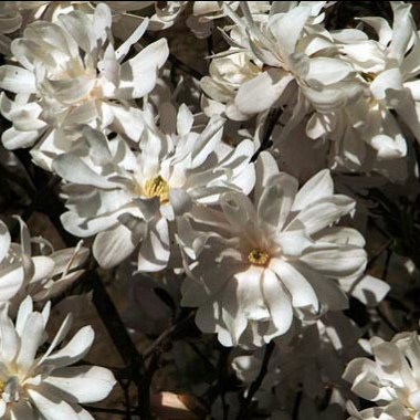 00001284_388659325231481Magnolia_Stellata.Kikuzaki-03cm