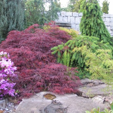 1024x768nacer_palmatum_dissectum_garnet2