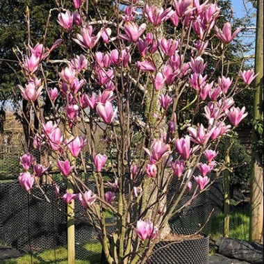 10786-magnolia-heaven-scent-othr02-600x600
