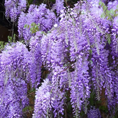 1200px-Chinese_Wisteria_Blütentrauben