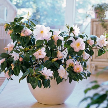 12150197-Camellia-japonica-Hagoromo-camellia-in-bowl-on-the-ground