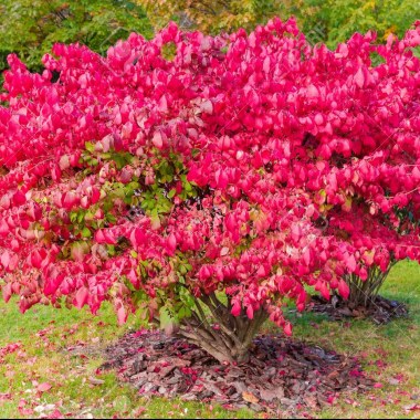 133927035-shrubs-of-the-euonymus-alatus-also-known-as-winged-euonymus-or-burning-bush-with-attractive-bright-r