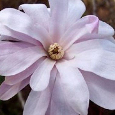 13840m-Pink-Stardust-Magnolia