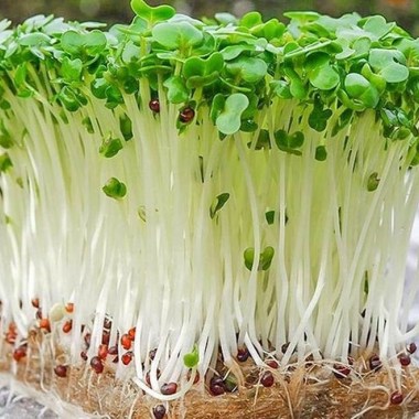 1656324666_33-gas-kvas-com-p-chia-rastenie-foto-336