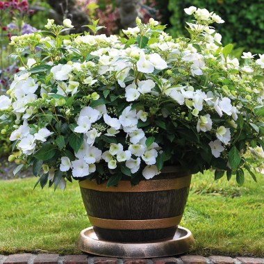 200478A-HYDRANGEA-RUNAWAY-BRIDE-INTERNAL