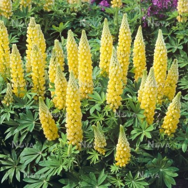 28-10-04-004-Lupinus-Gallery-Yellow