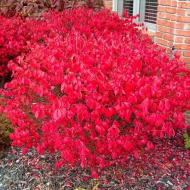 3_euonymus_europaeus_red_cascade