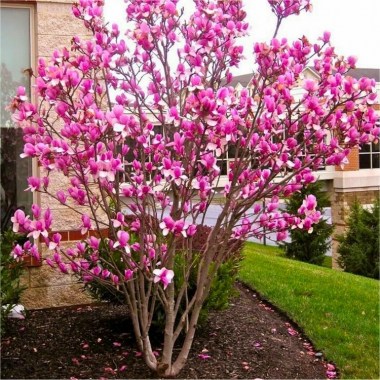 4-5ft-rustica-rubra-magnolia-tree-bare-root-750x750_1