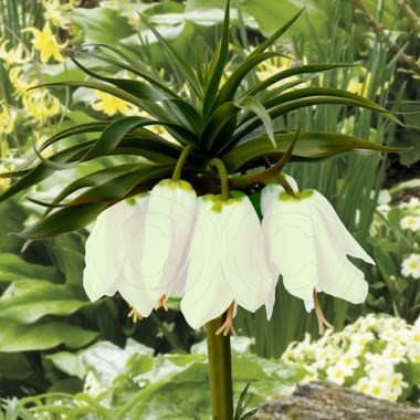 47fbd50643fa01814b01d5d747ad38b0--romance-bulbs