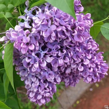 625_original