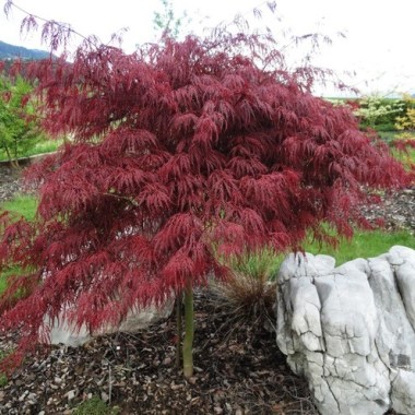 697_klen_veernyj_atropurpureum_290