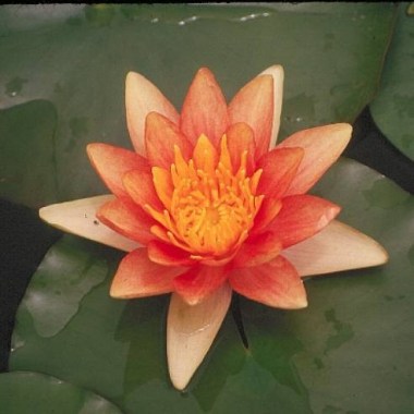 720x2000x0_nymphaea-comanche-nelumbogarden-waterlilies-3