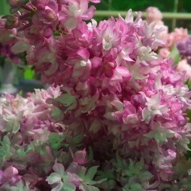 901624540_w640_h640_siren-obyknovennaya-lilovaya