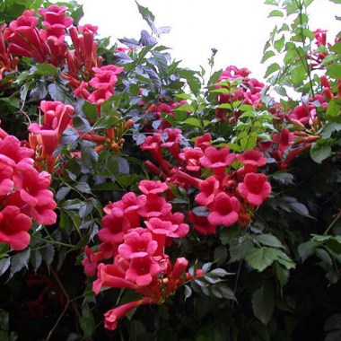 940858885_kampsis-atropurpurea-10