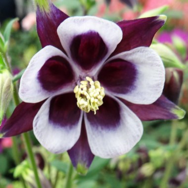 AQUILEGIA-VULGARIS-WILLIAM-GUINESS