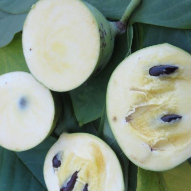 ASIMINA-triloba-VE-215
