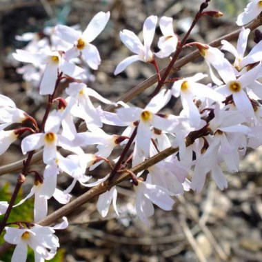 Abeliophyllum-disticum-07_800x