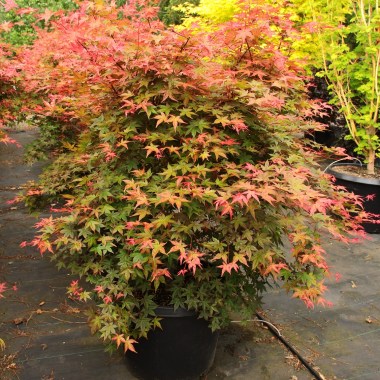 Acer-palmatum-Beni-maiko-Specimen-2134r