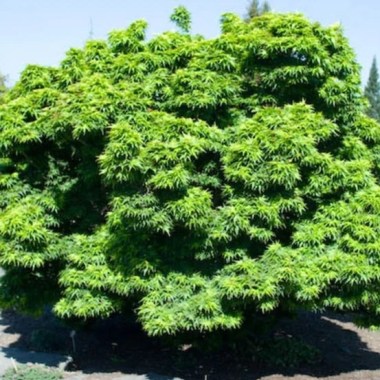 Acer-palmatum-Little-Princess8