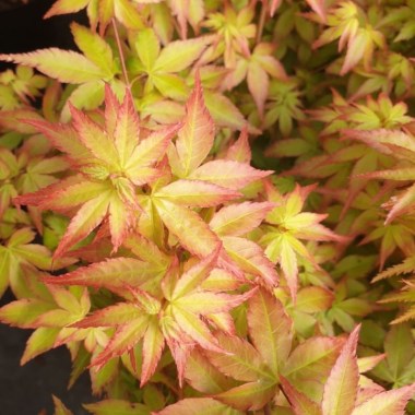 Acer-palmatum-Little-Princess