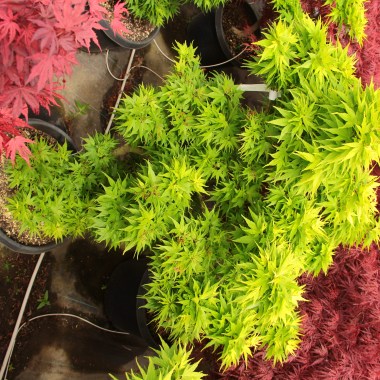 Acer-palmatum-Mikawa-yatsubusa-Specimen