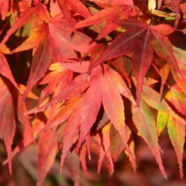 Acer_palmatum_Mikawa_yatsubusa__91329.1478210471.1280.1280