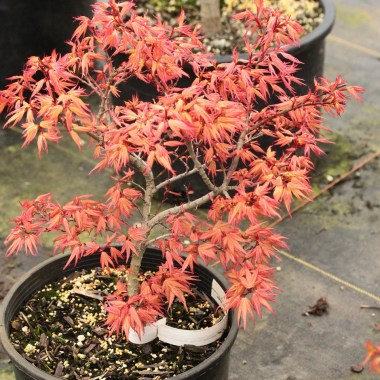 Acer_palmatum_Mystic_Mikawa__89482.1531948219.1280.1280