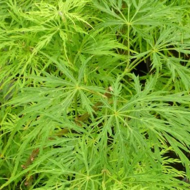 Acer_palmatum_dissectum_Viridis_spring