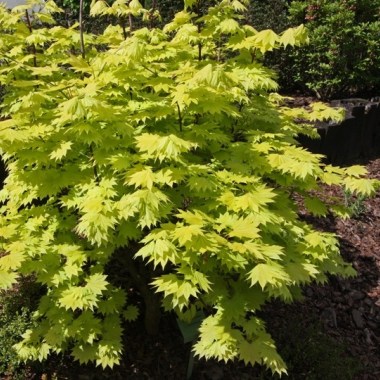 Acer_shir_Aureum_big