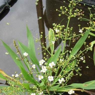 Alisma_lanceolatum