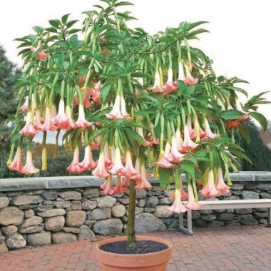 Angel’s-Trumpets-4