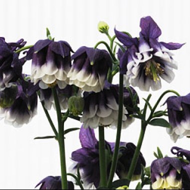 Aquilegia-Adelaide-Addison