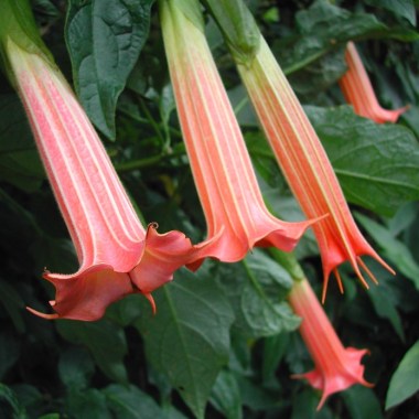 Brugmansia_Vulsa_vulcanicola_sanguinea_7041
