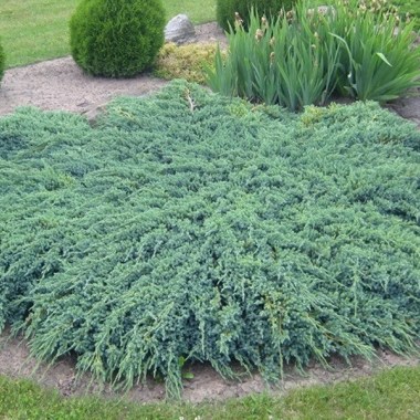CFGp9062