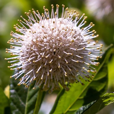 Cephalanthus-occidentalis-Buttonbush-flower-closeup-2