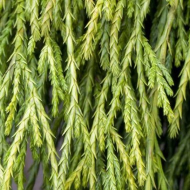 Chamaecyparis-pisifera-Sungold-1200x630-proportionalsmallest