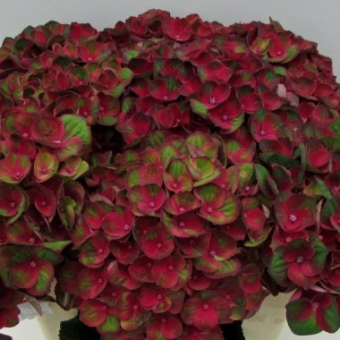 Charlotte-rood-60cm-1024x768