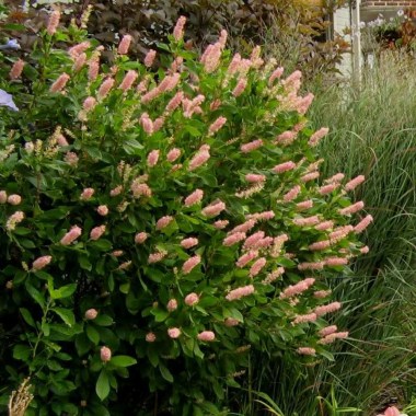 Clethera_Ruby_Spice_Landscape__00603.1532464792