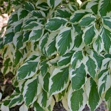 Cornus-controversa-Variegata-e1523132906205