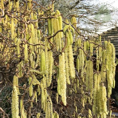 Corylus-av.-Contorta