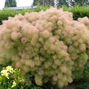 Cotinus-coggygria-FLAMISSIMO-Mincofla20-212