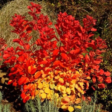 Cotinus-coggygria-FLAMISSIMO-Mincofla20-21