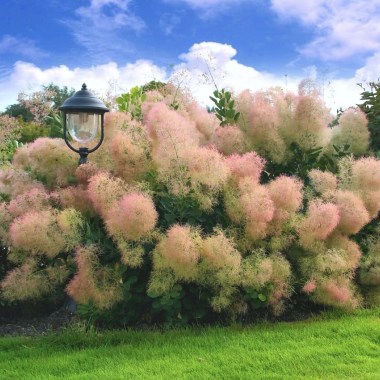 Cotinus_cog_Ancot_big6