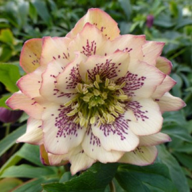 DBL_Apricot