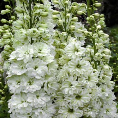 Delphinium-Green-Twist-2-400x400