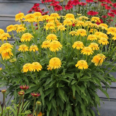 Echinacea-Cara-Mia-Yellow-2